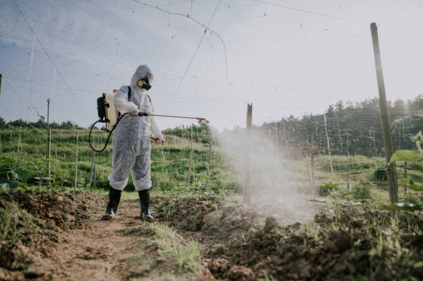 Best Termite Control Services  in Rochester, WA